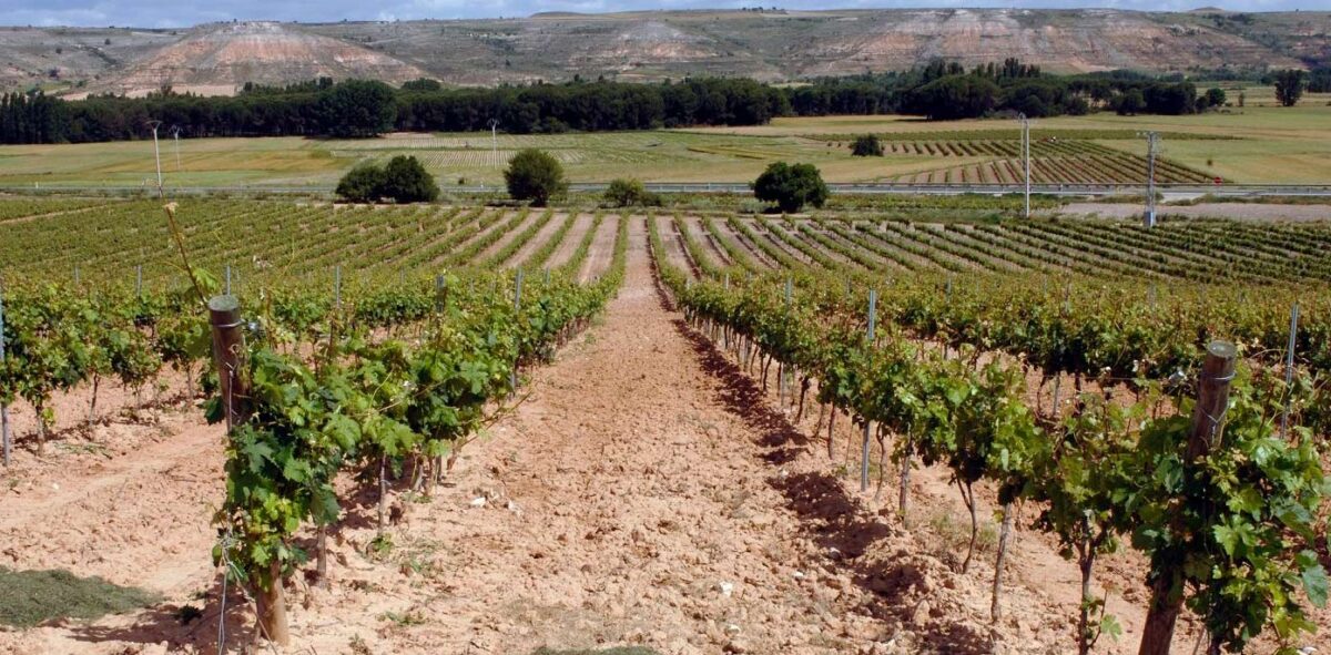 Conoce la Ribera del Duero